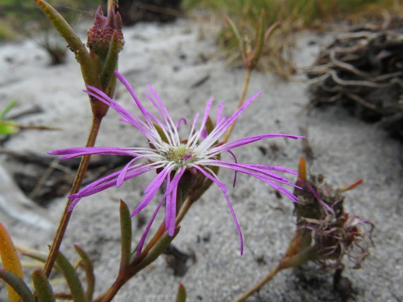 Erepsia aspera, photographed by Jeremy Gilmore