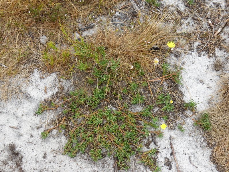 Ursinia tenuifolia, photographed by Jeremy Gilmore