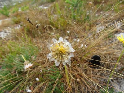 Ursinia tenuifolia, photographed by Jeremy Gilmore