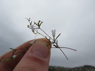 Prismatocarpus sessilis, photographed by Jeremy Gilmore