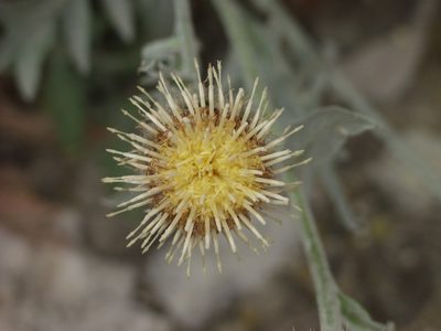 Centaurea clementei, photographed by Ina Siebert