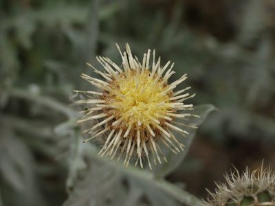 Centaurea clementei, photographed by Ina Siebert