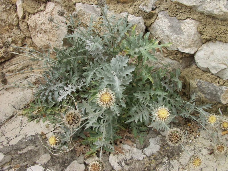 Centaurea clementei, photographed by Ina Siebert
