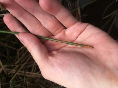 Eleocharis cellulosa, photographed by Jade Fortnash