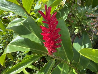 Alpinia purpurata, photographed by paulchallinor