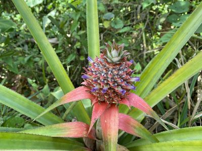 Ananas comosus, photographed by paulchallinor
