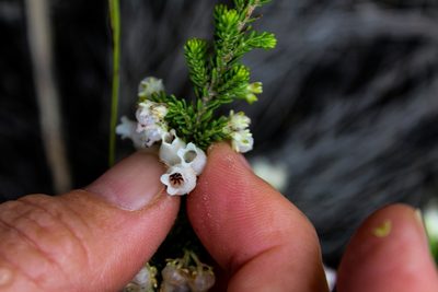Erica glomiflora, photographed by Corne Brink
