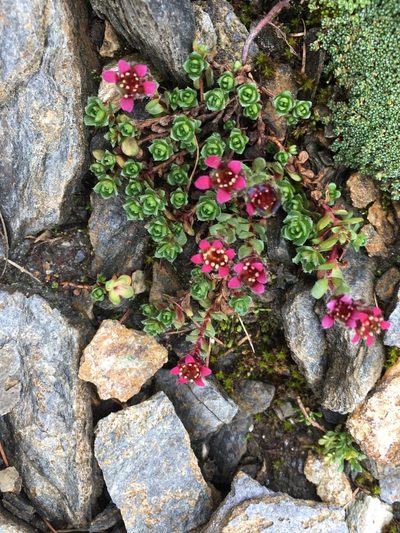 Saxifraga biflora, photographed by Karsten Rohweder
