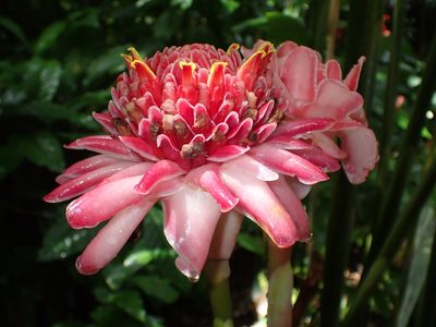 Etlingera elatior, photographed by paulchallinor