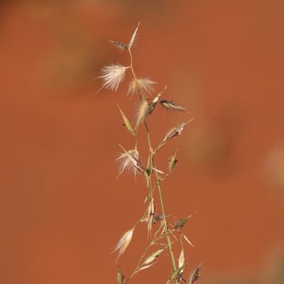 Eriachne aristidea, photographed by Kym Nicolson