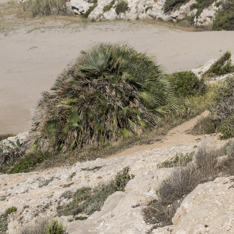 Chamaerops humilis, photographed by Tim Johnson