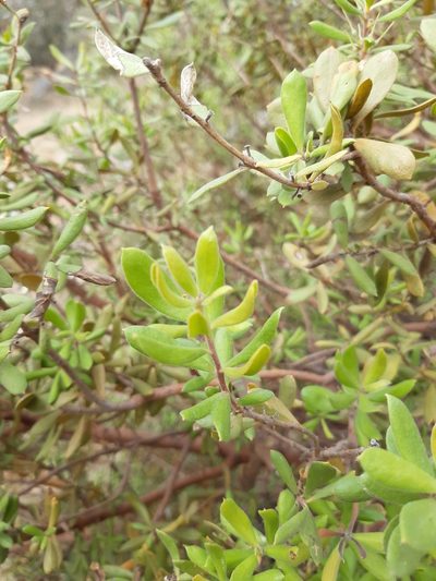 Persoonia rigida, photographed by Matthew Lincoln