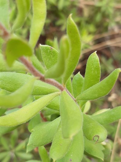 Persoonia rigida, photographed by Matthew Lincoln