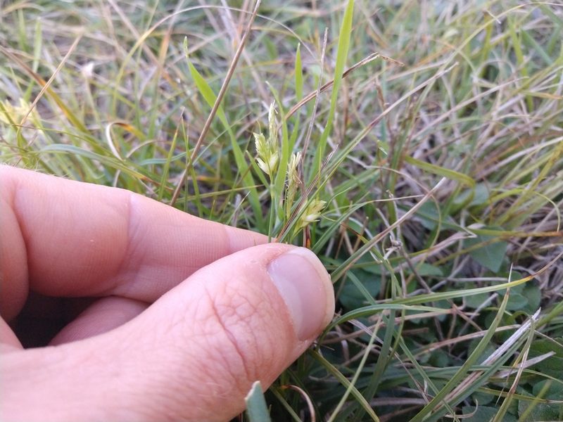 Carex planostachys, photographed by Cleveland Powell