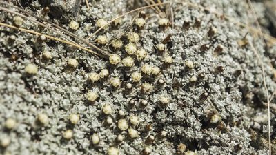 Raoulia apicinigra, photographed by Cara-Lisa Schloots