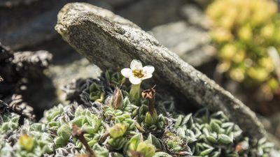 Myosotis pulvinaris, photographed by Cara-Lisa Schloots