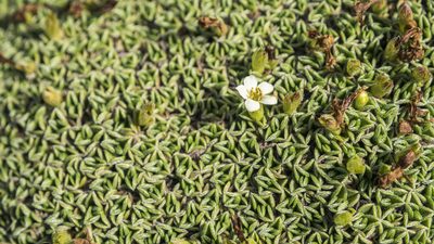 Myosotis glabrescens, photographed by Cara-Lisa Schloots