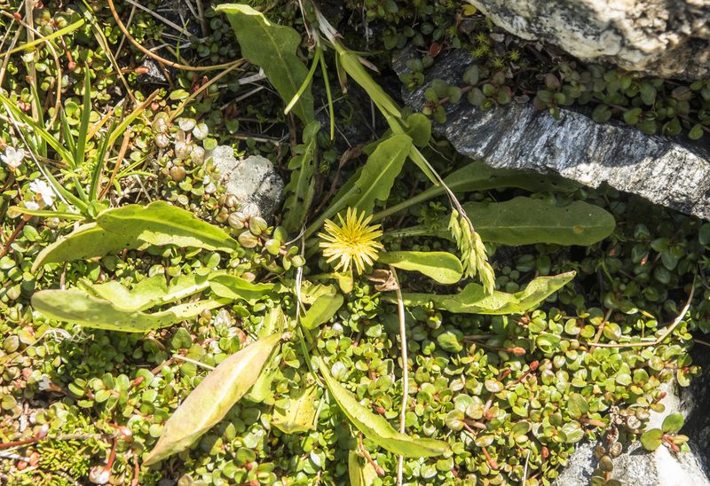 Taraxacum zealandicum, photographed by Cara-Lisa Schloots