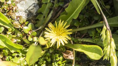 Taraxacum zealandicum, photographed by Cara-Lisa Schloots