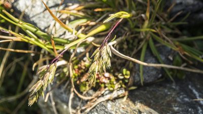 Poa novae-zelandiae, photographed by Cara-Lisa Schloots