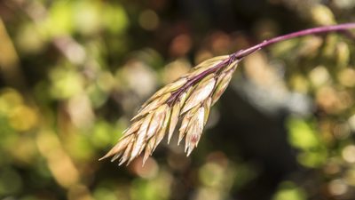 Poa novae-zelandiae, photographed by Cara-Lisa Schloots