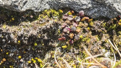 Azorella exigua, photographed by Cara-Lisa Schloots