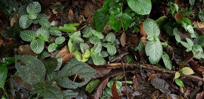 Fittonia albivenis, photographed by George Pushkal