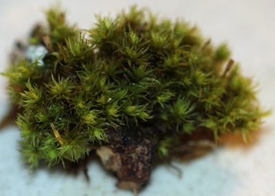 Ulota crispula, photographed by Trix Niernberger