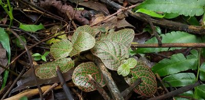 Fittonia albivenis, photographed by George Pushkal