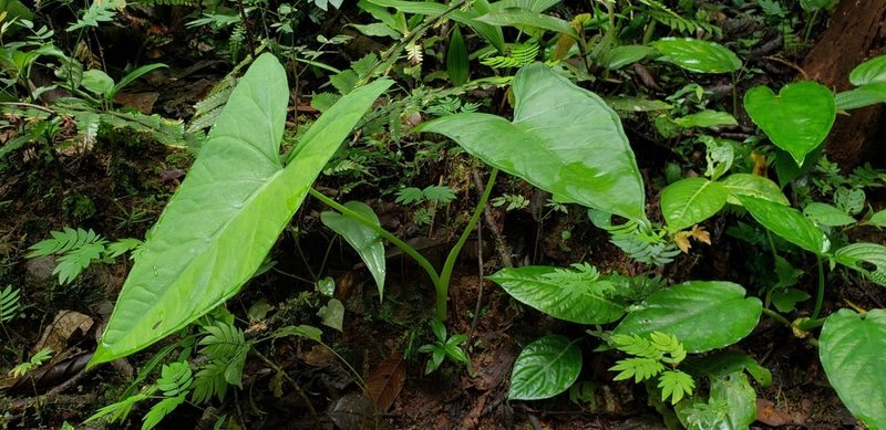 Xanthosoma crassilaminum, photographed by George Pushkal