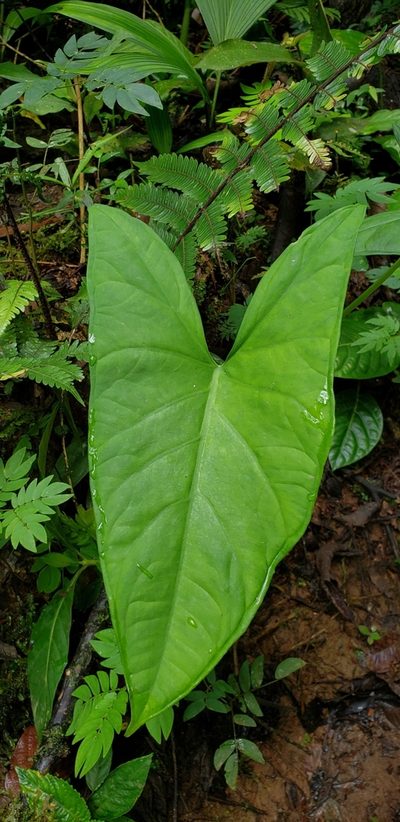 Xanthosoma crassilaminum, photographed by George Pushkal