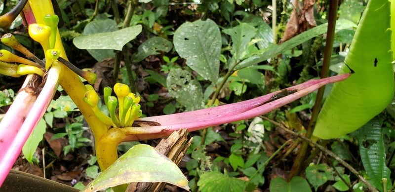 Heliconia aemygdiana, photographed by George Pushkal