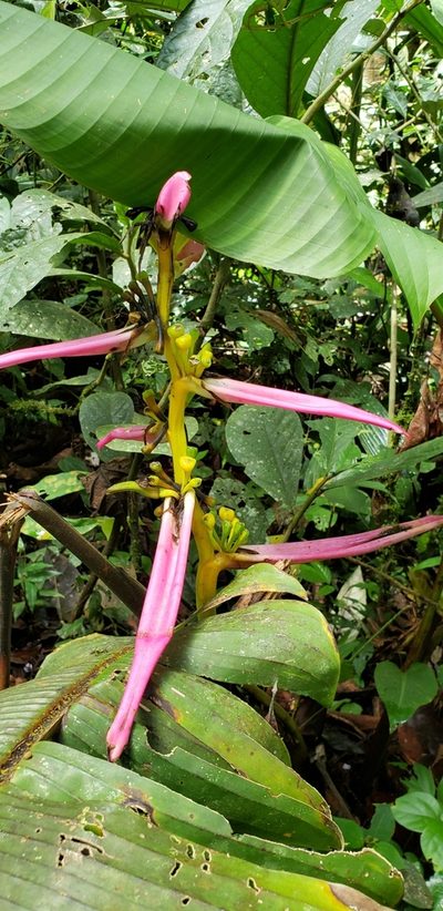 Heliconia aemygdiana, photographed by George Pushkal