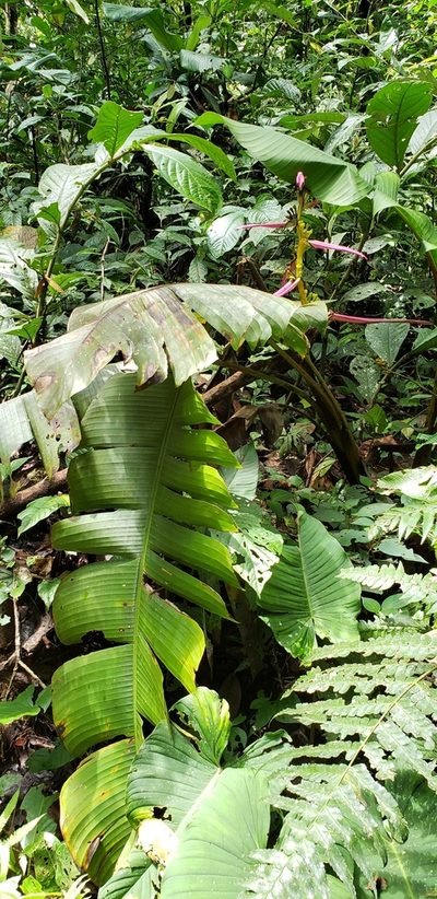 Heliconia aemygdiana, photographed by George Pushkal