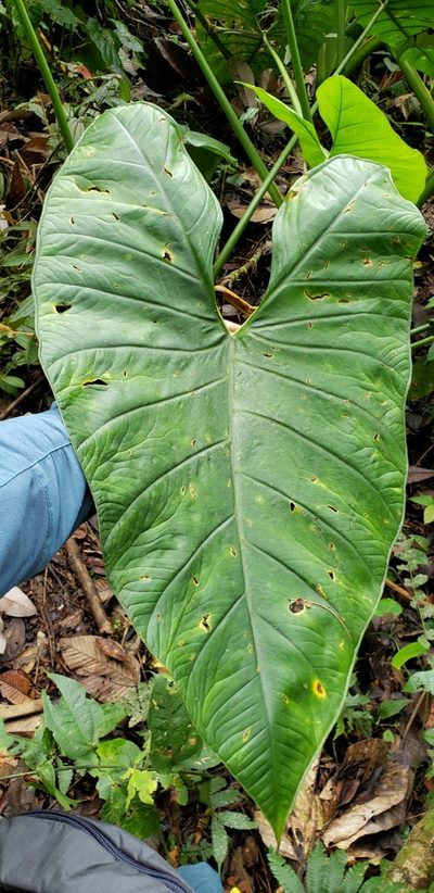 Xanthosoma crassilaminum, photographed by George Pushkal