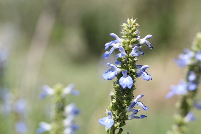 Salvia uliginosa, photographed by Romi Galeota Lencina