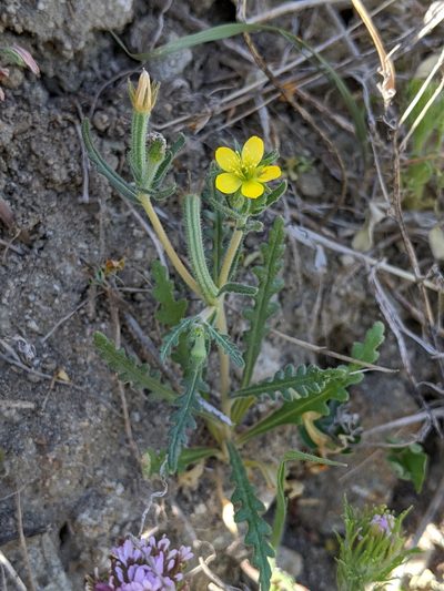 Mentzelia affinis, photographed by Ken-ichi Ueda