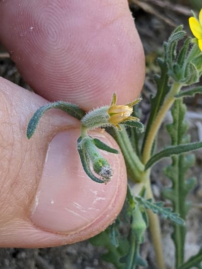 Mentzelia affinis, photographed by Ken-ichi Ueda