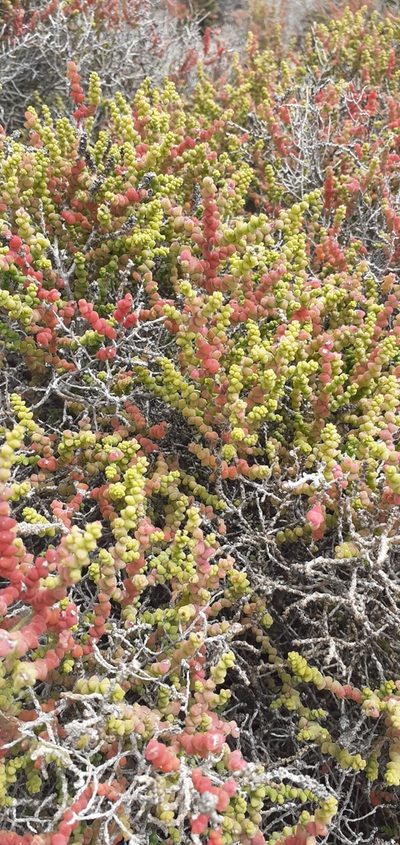 Allenrolfea patagonica, photographed by Pablo H Capovilla
