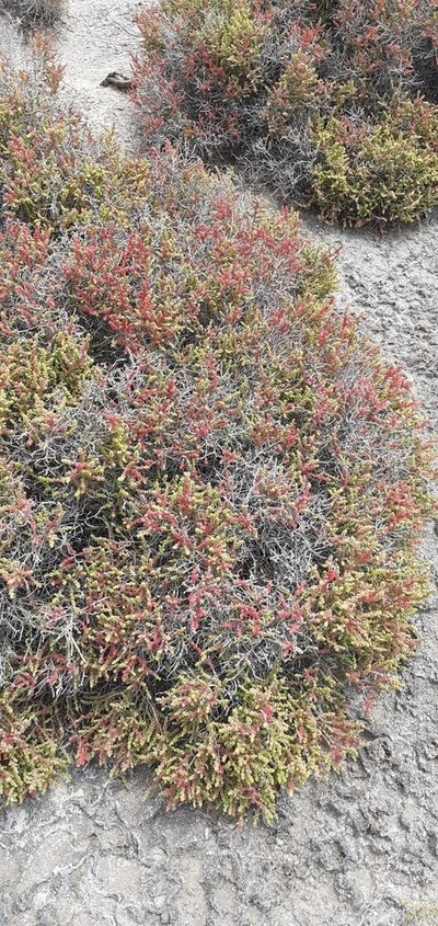 Allenrolfea patagonica, photographed by Pablo H Capovilla
