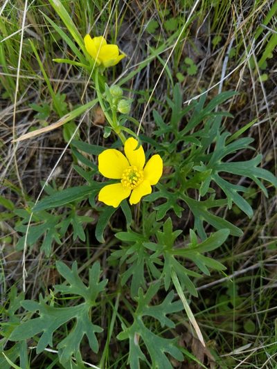 Ranunculus canus, photographed by Ken-ichi Ueda