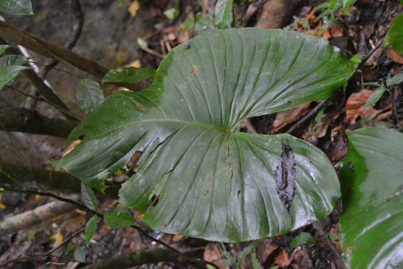 Adelonema wendlandii, photographed by Letizia Weichgrebe