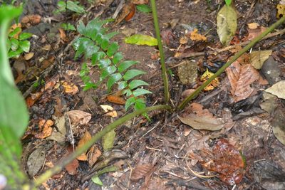 Adelonema wendlandii, photographed by Letizia Weichgrebe