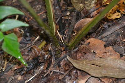 Adelonema wendlandii, photographed by Letizia Weichgrebe
