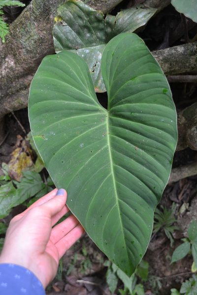 Adelonema wendlandii, photographed by Letizia Weichgrebe