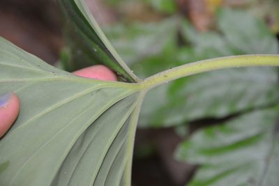 Adelonema wendlandii, photographed by Letizia Weichgrebe