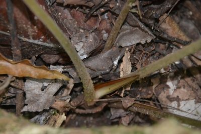 Adelonema wendlandii, photographed by Letizia Weichgrebe