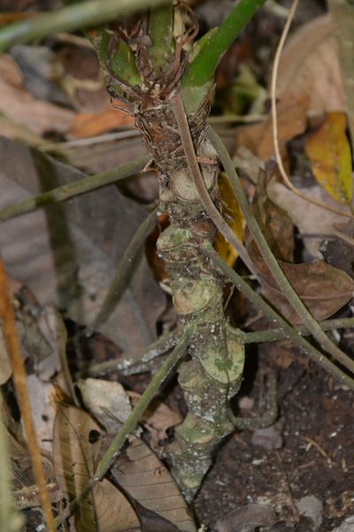 Anthurium ochranthum, photographed by Letizia Weichgrebe
