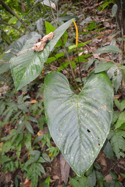 Anthurium ochranthum, photographed by Letizia Weichgrebe