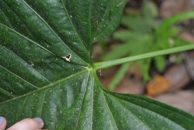 Anthurium ochranthum, photographed by Letizia Weichgrebe
